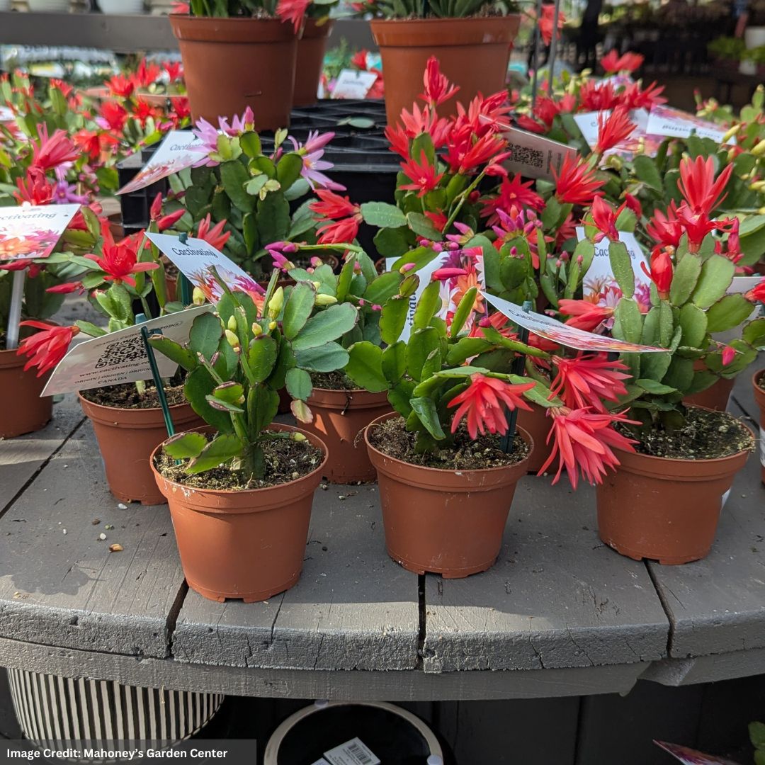 Spring Cactus – Assorted – 4″ Pot